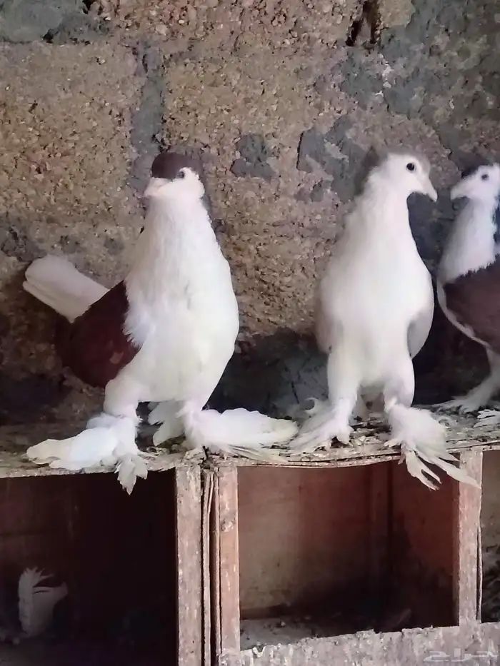 للبيع جوز حمام شيرازي ذكر لونه احمر مقمر والانثى لونها اصفر 6