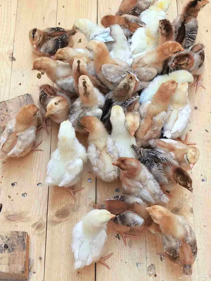 دجاج صوص لوهمان براون 1