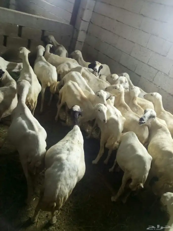 ضان مناتيج العدد 30 وتبع 31 0