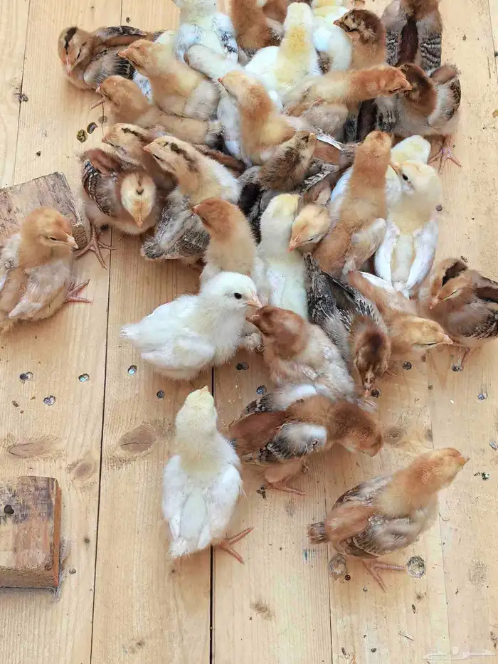 دجاج صوص لوهمان براون 0