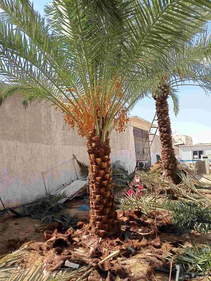 يوجد لدينا نخيل للبيع توه واصلنا اليوم (29 اكتوبر) 7