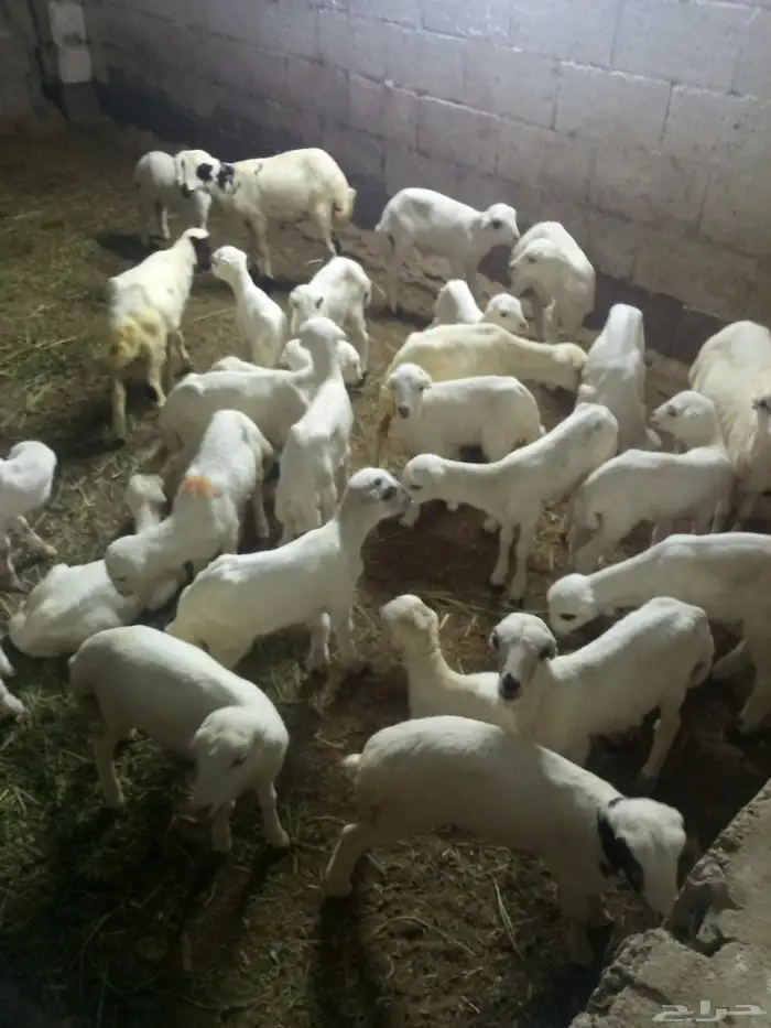 ضان مناتيج العدد 30 وتبع 31 1