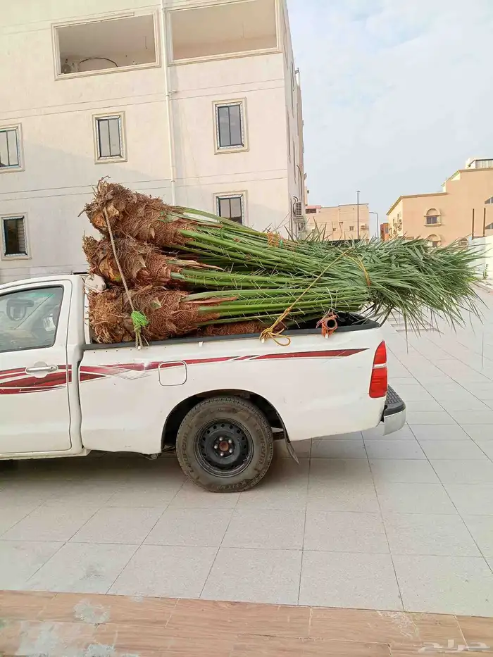 يوجد لدينا نخيل للبيع توه واصلنا اليوم (29 اكتوبر) 6