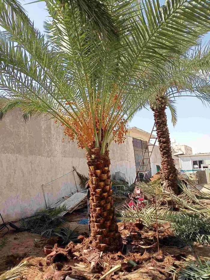 يوجد لدينا نخيل للبيع توه واصلنا اليوم (29 اكتوبر) 8