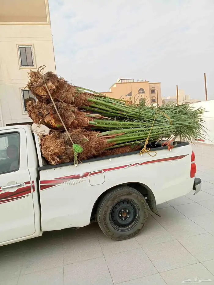 يوجد لدينا نخيل للبيع توه واصلنا اليوم (29 اكتوبر) 4