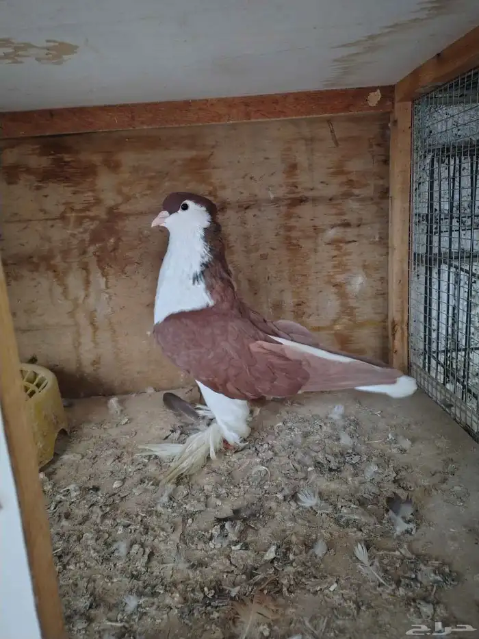 للبيع جوز حمام شيرازي ذكر لونه احمر مقمر والانثى لونها اصفر 0