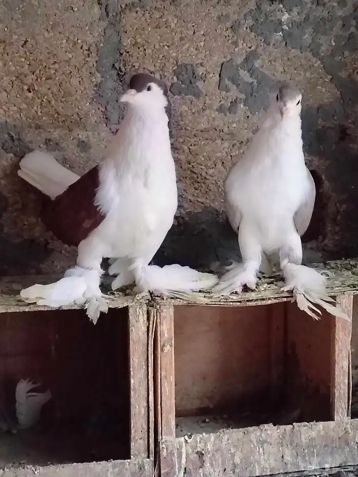 للبيع جوز حمام شيرازي ذكر لونه احمر مقمر والانثى لونها اصفر 5