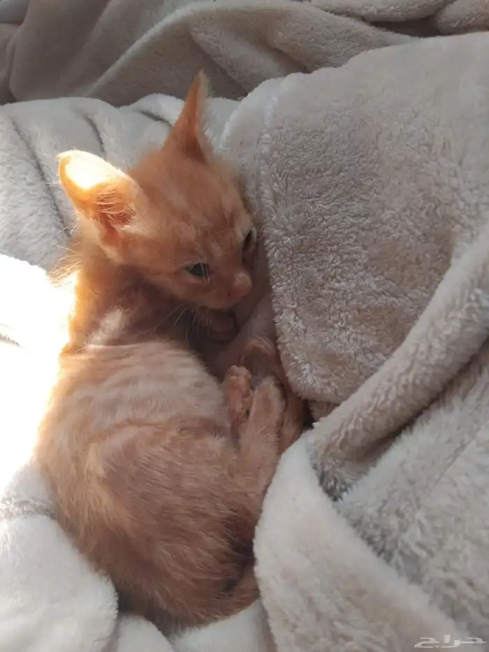 قطط بعمر الشهرين للتبني بسبب عدم القدرة على علاجهم . 1