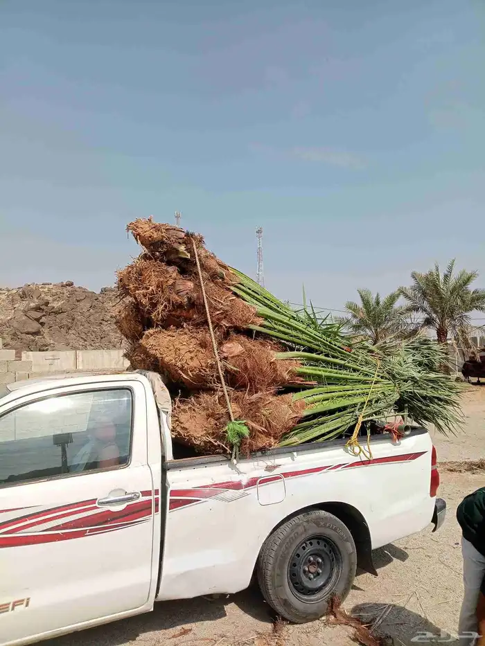 يوجد لدينا نخيل للبيع توه واصلنا اليوم (29 اكتوبر) 1