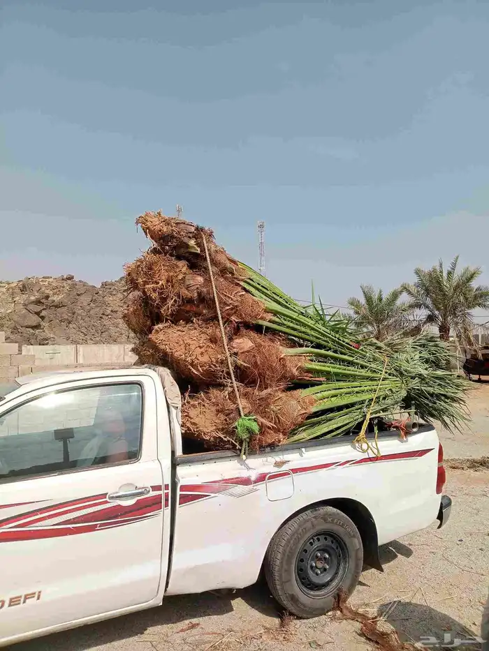 يوجد لدينا نخيل للبيع توه واصلنا اليوم (29 اكتوبر) 3