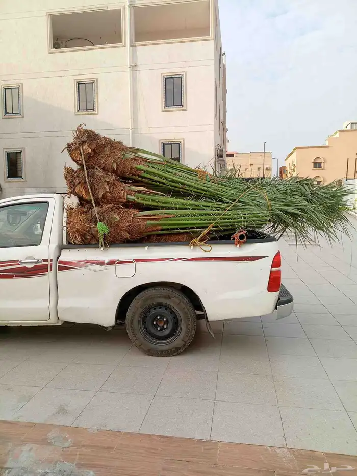 يوجد لدينا نخيل للبيع توه واصلنا اليوم (29 اكتوبر) 5