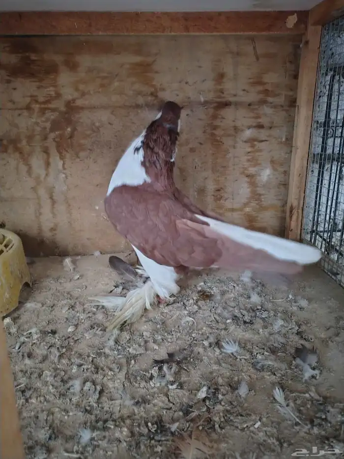 للبيع جوز حمام شيرازي ذكر لونه احمر مقمر والانثى لونها اصفر 1