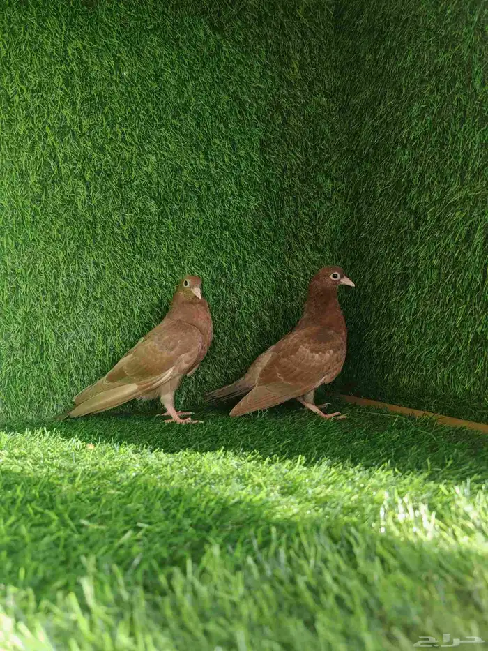 صنعاوي احمر من النوادر 0