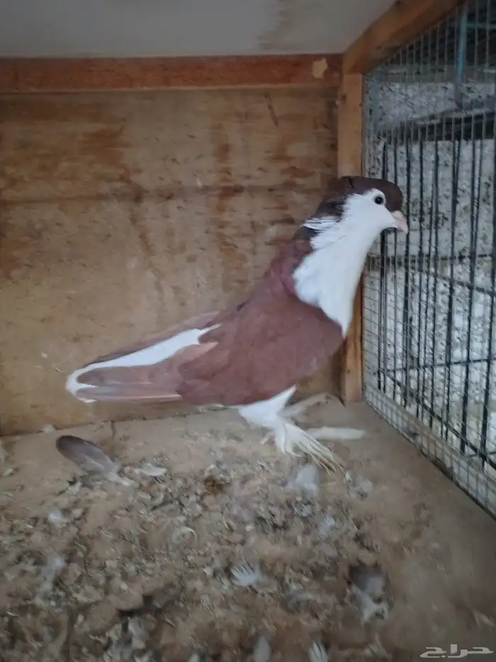 للبيع جوز حمام شيرازي ذكر لونه احمر مقمر والانثى لونها اصفر 2