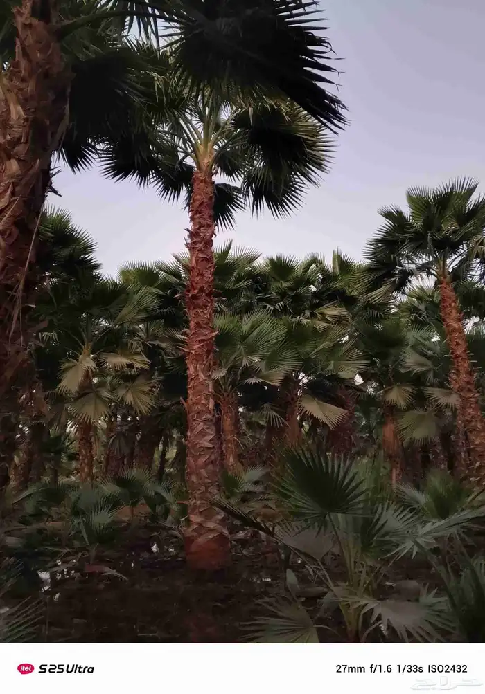 نخل واشنطن زينه درجه اولى لبيع نخيل الواشنطونيا والأشجار 6