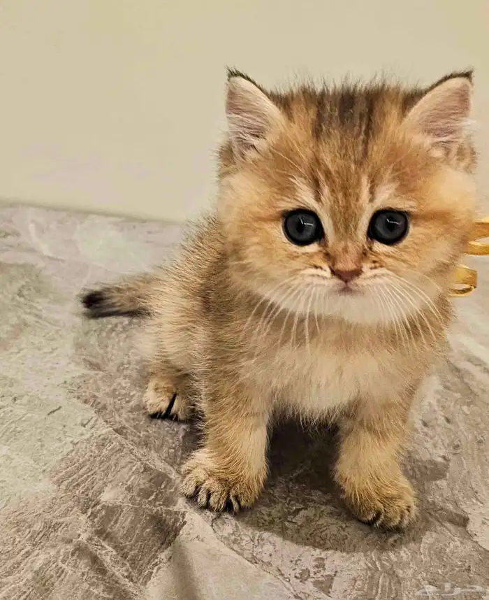 قطط سكوتش صغيره وكبار للبيع 4