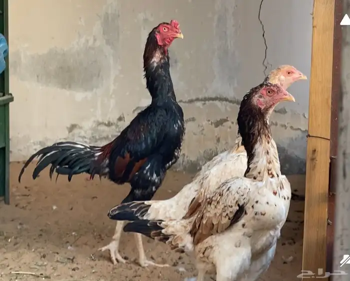 طقم شامو الماني 0