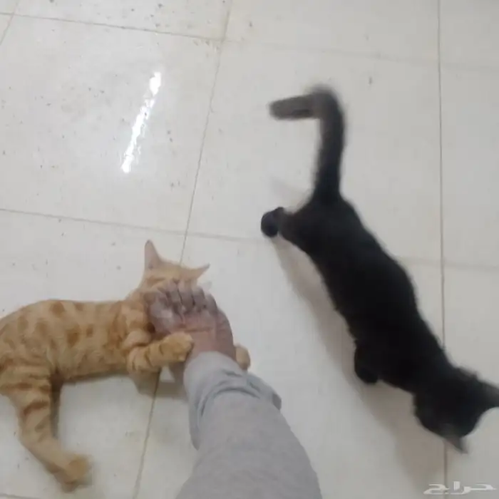 قطط للبيع 4