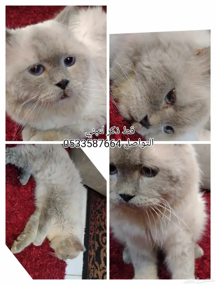 للتبني ومخافه الله فيه 0