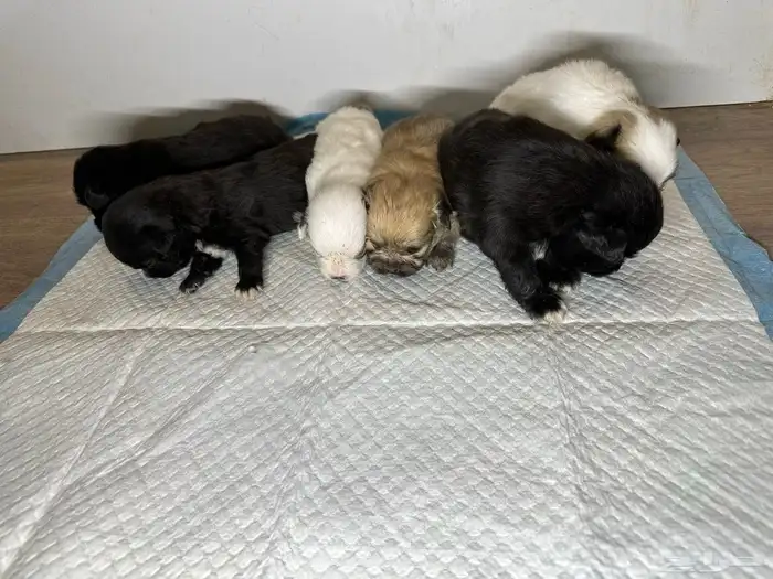 كلاب بومارينيان للبيع 7