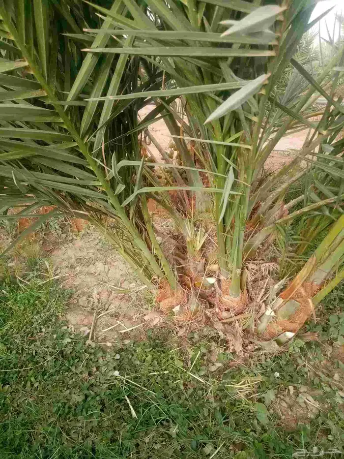 فسايل جثايث نقايل نخيل 5