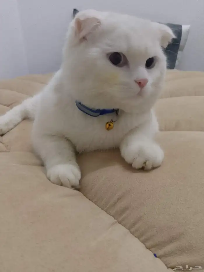 قط سكوتش فولد 0