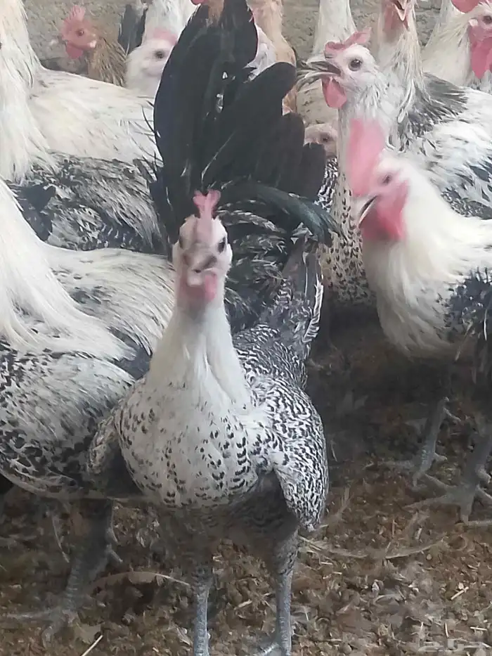 دجاج فيومي شبابي بياض 4