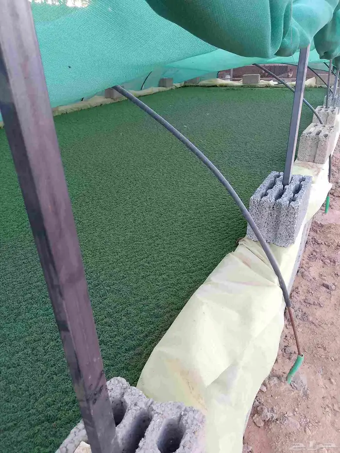 يتوفر لدينا ازولا طبيعية مغذيه للدجاج تنمو وتزيد انتاج البيض 0