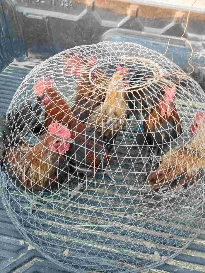 ديكه بلديه 0