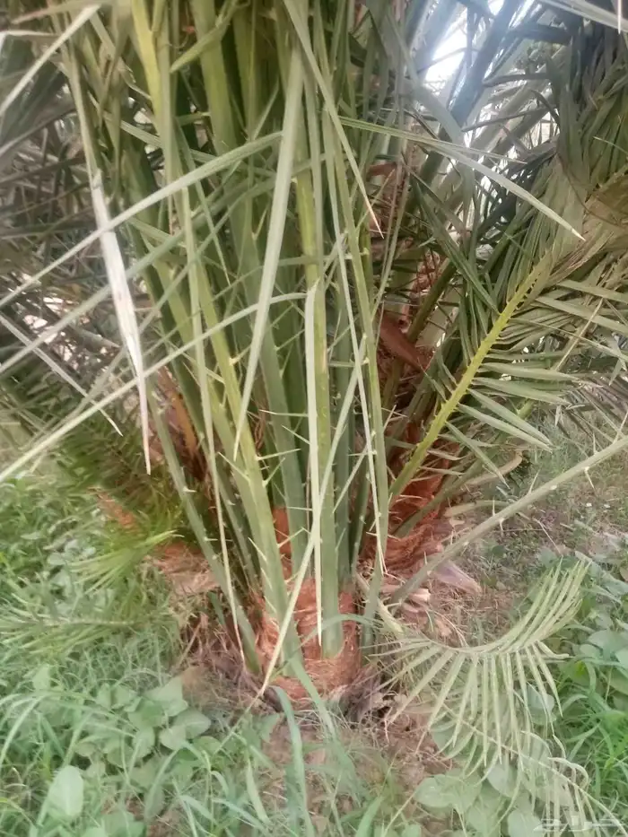 فسايل جثايث نقايل نخيل 6