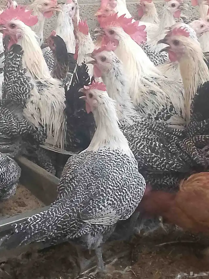 دجاج فيومي شبابي بياض 0