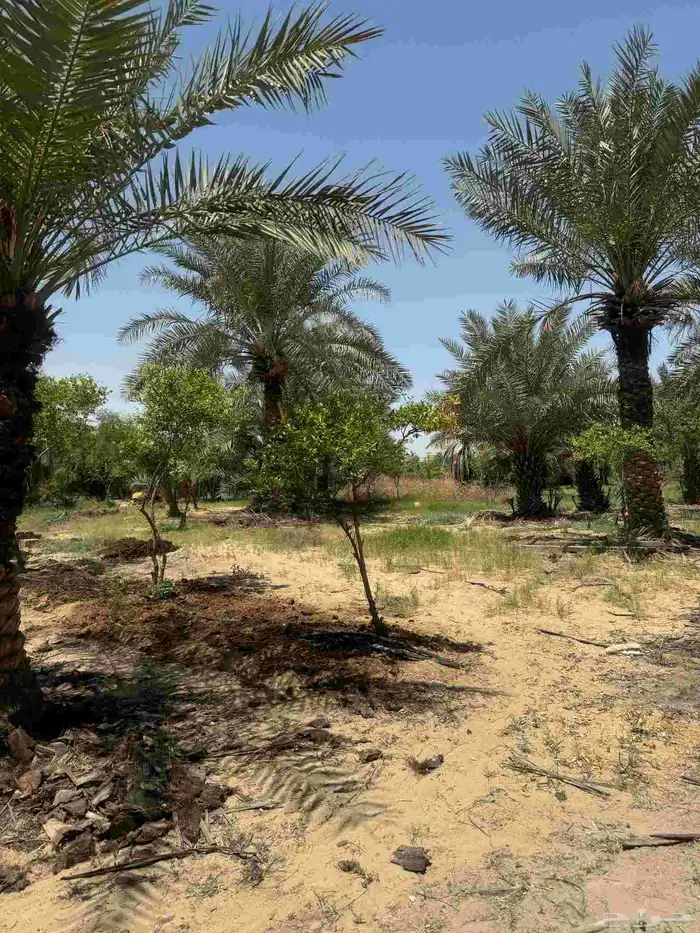 ارض زراعي للبيع الجبيل الصناعيه 1