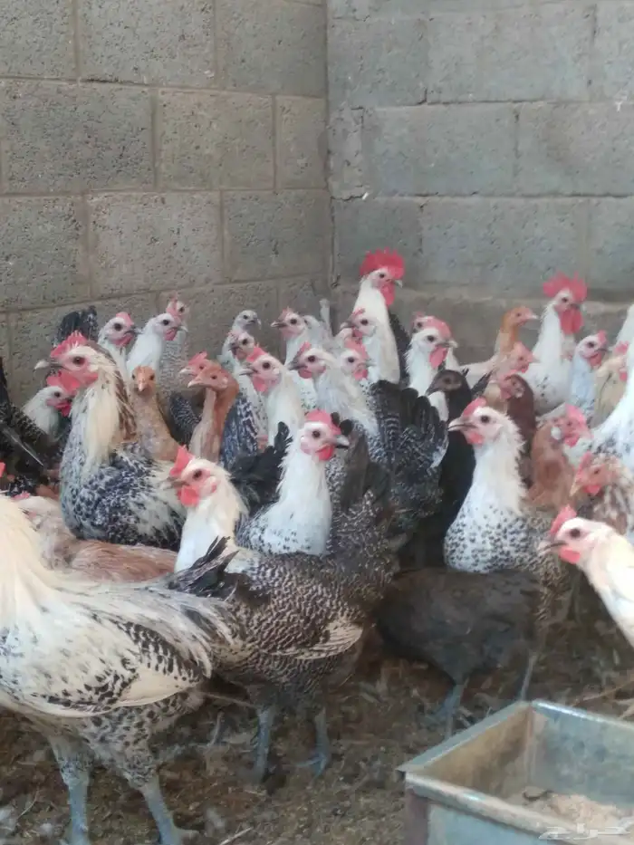 دجاج فيومى بياض 1