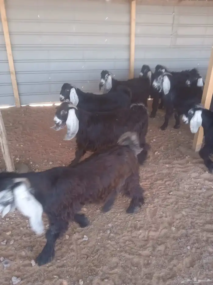 تيوس عوارض مخاصي العمر خمسة أشهر العدد واحد وعشرون راس 1