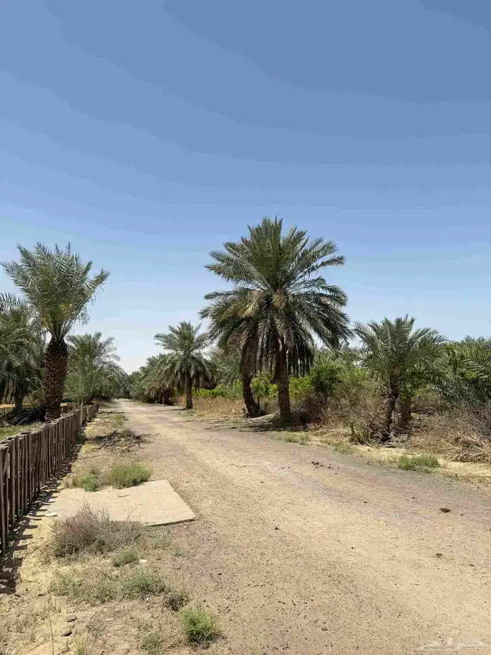 ارض زراعي للبيع الجبيل الصناعيه 2