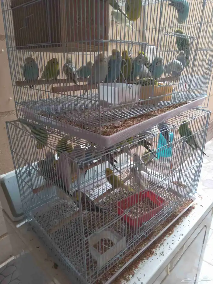 للبيع اجوز طيور الحب منتجين 1