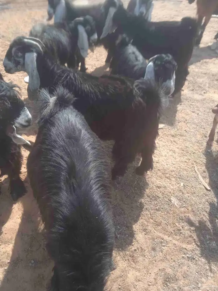 تيوس عوارض مخاصي العمر خمسة أشهر العدد واحد وعشرون راس 0