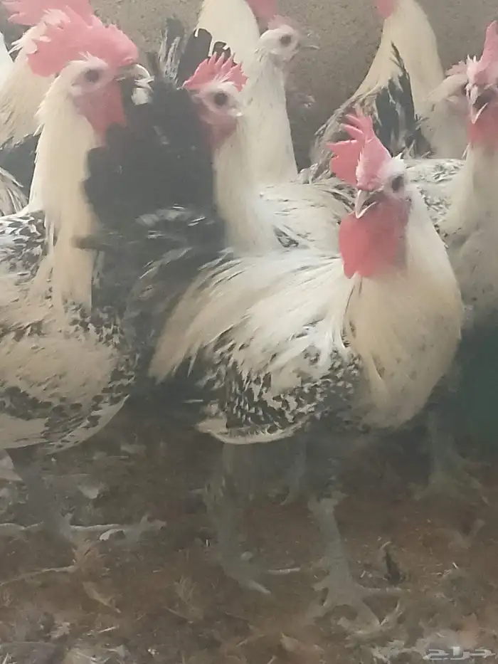 دجاج فيومي شبابي بياض 2