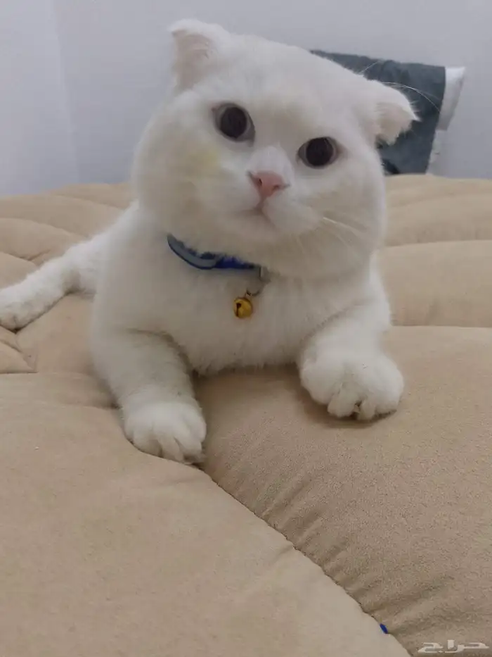 قط سكوتش فولد 1