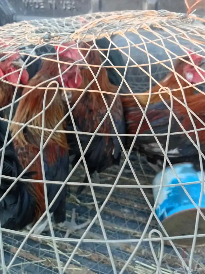 ديكه بلديه 2