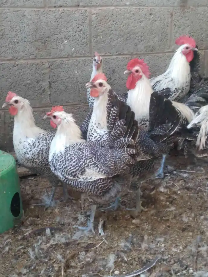 دجاج فيومى بياض 2