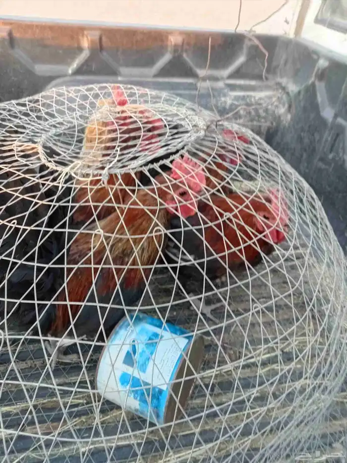 ديكه بلديه 1