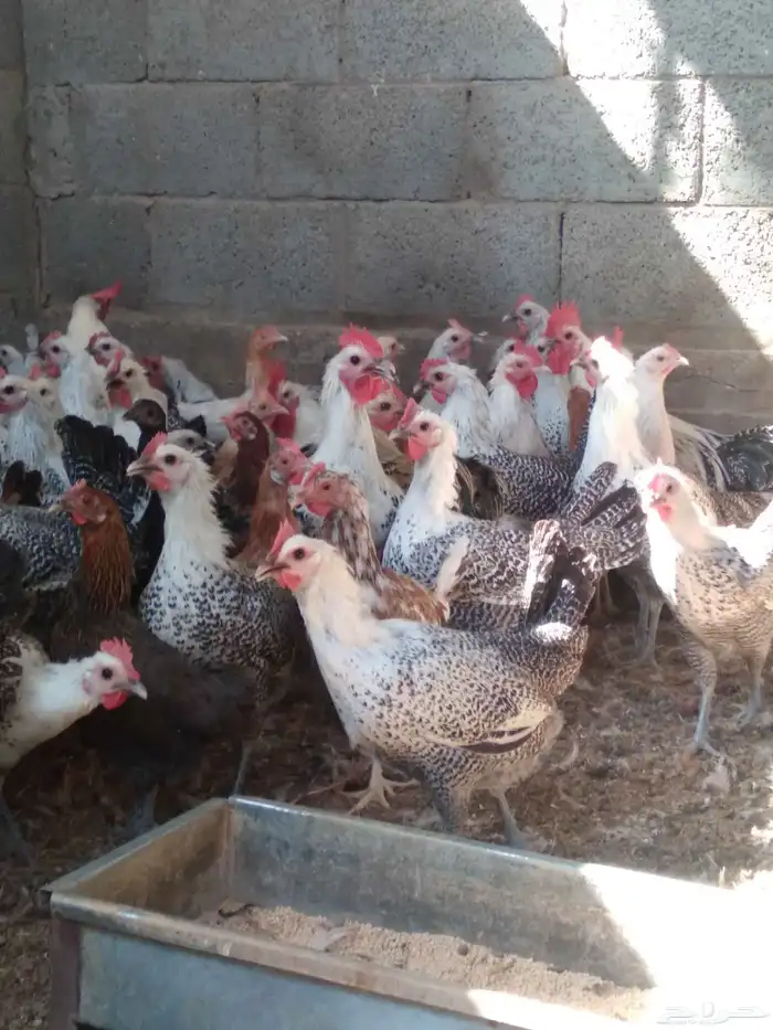 دجاج فيومى بياض 0