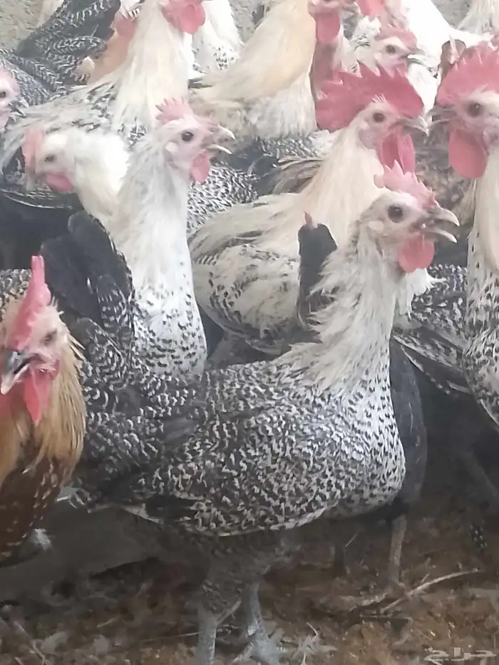 دجاج فيومي شبابي بياض 3
