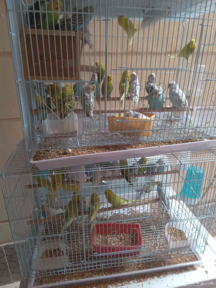 للبيع اجوز طيور الحب منتجين 0