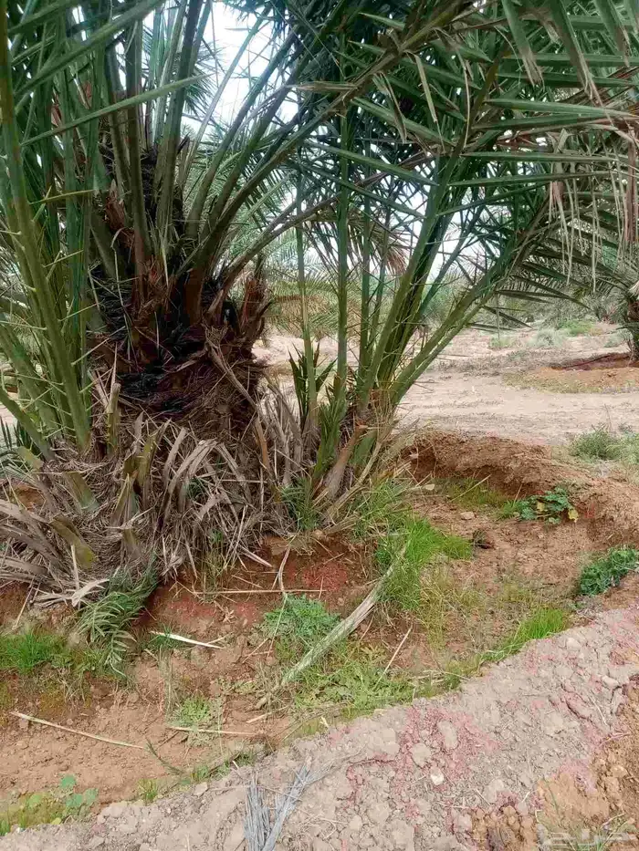 فسايل جثايث نقايل نخيل 3