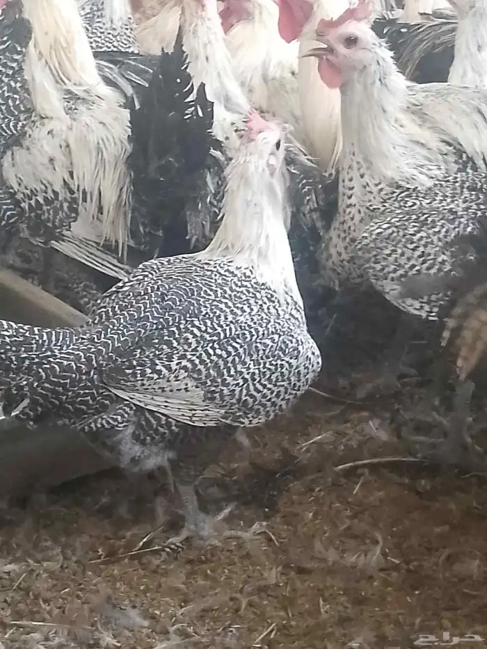 دجاج فيومي شبابي بياض 1