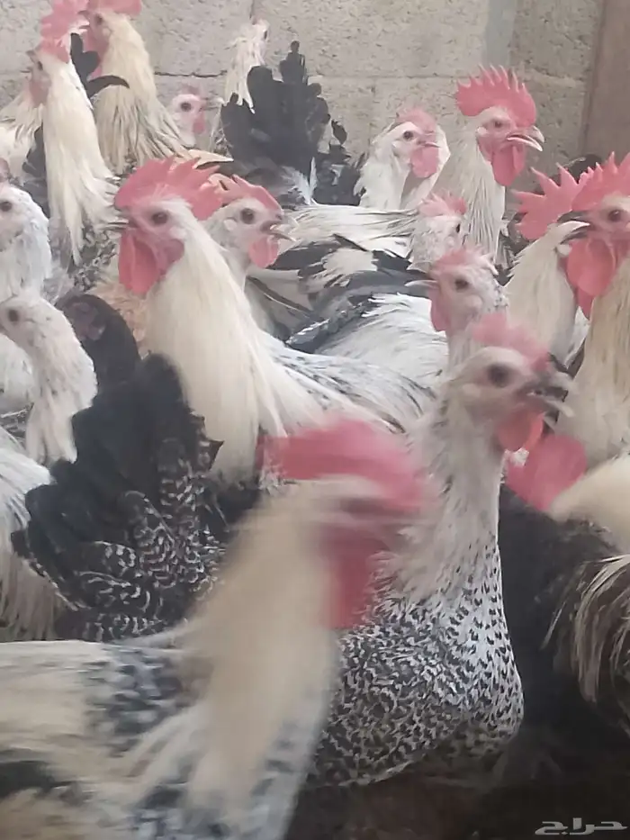 دجاج فيومي شبابي بياض 5