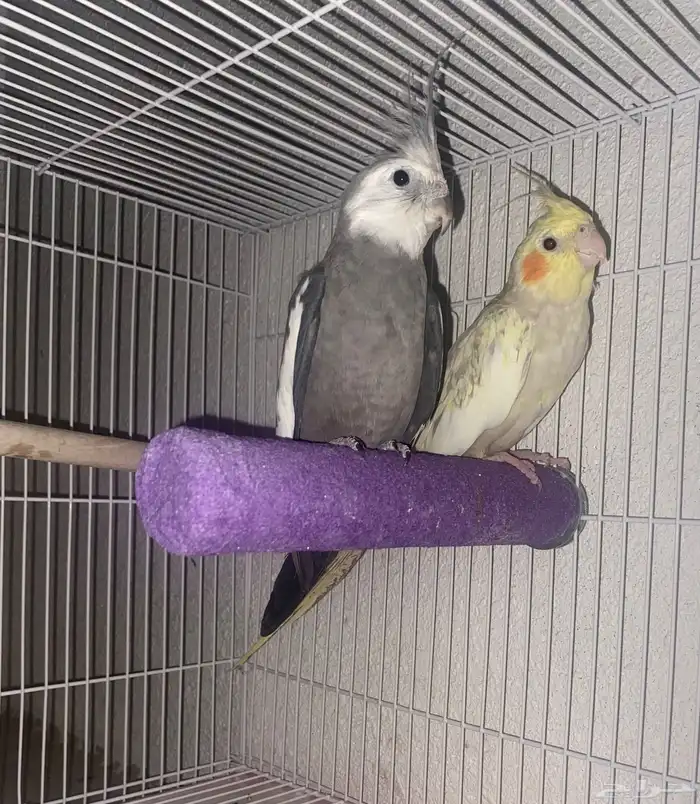 زوج كروان منتج 0