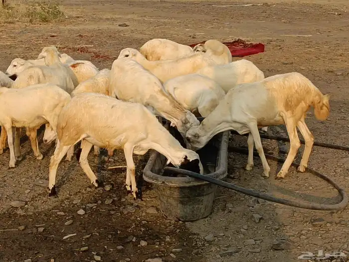 رخيل رفيدي 1